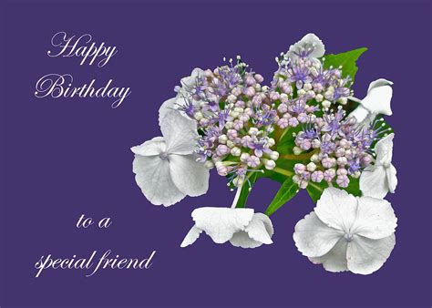 Special Friend Birthday Card Blue Lace Cap Hydrangea