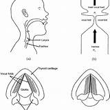 Vocal Folds Larynx Midsagittal sketch template