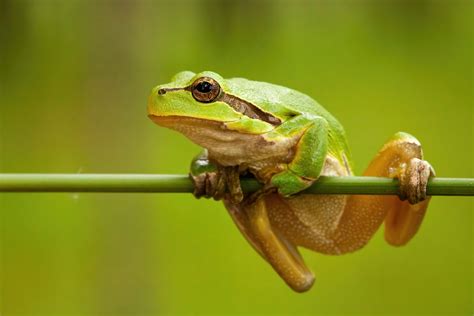 save  frogs day la giornata internazionale  la salvaguardia