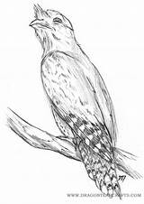 Frogmouth Tawny sketch template