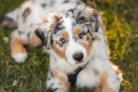 Australian Shepherd Puppies Cute Pictures And Facts