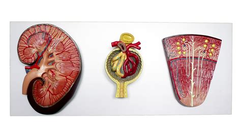 anatomical human kidney nephron  glomerulus model organs store medical models