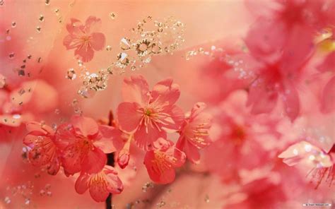 peach blossom wallpapers top  peach blossom backgrounds wallpaperaccess