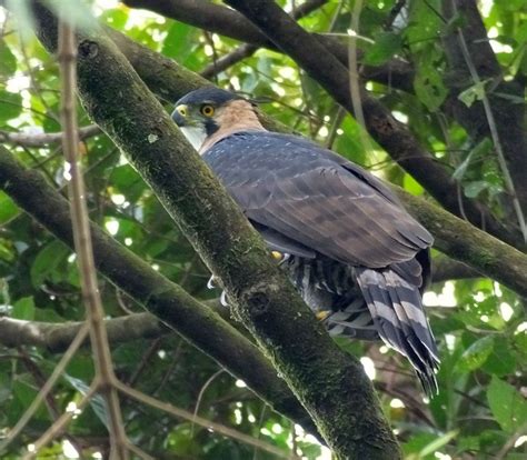ornate hawk eagle  costa rica living  birding
