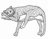 Colorear Cheetah Leopard Leopardo Coloriages Paginas sketch template