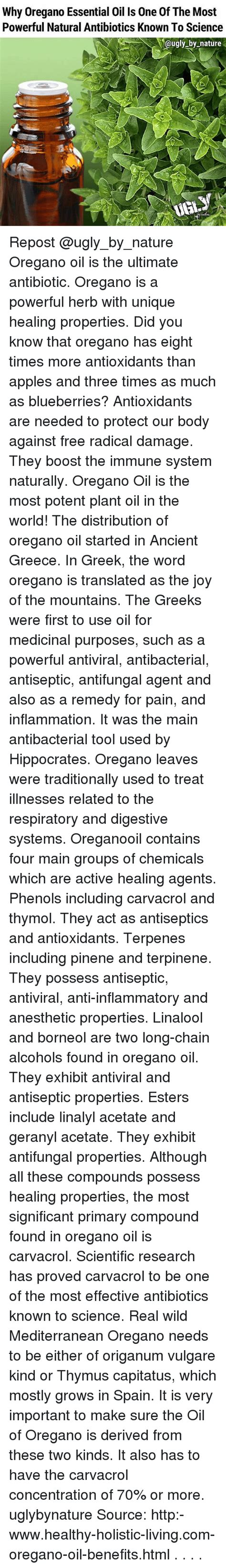 why oregano essential oil is one of the most powerful