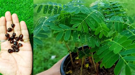 growing sweet tamarind plants  seeds   grow imli tree