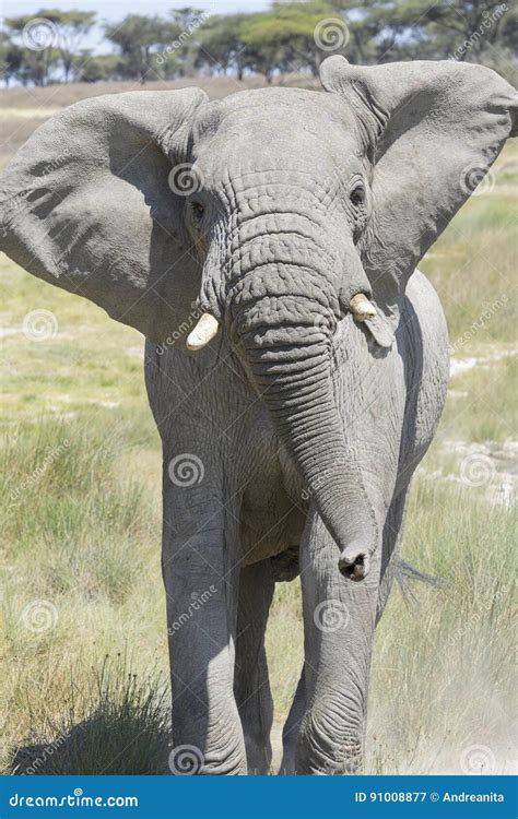 african elephant charging stock image image  great