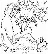 Coloring Pages Monkey Printable Kids sketch template