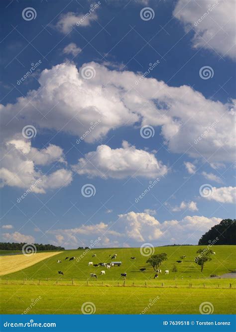 mooie dag stock foto image  zuivelfabriek koeien landbouw