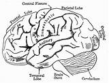 Creierului Lobes Uman Colouring Creierul Effortfulg Nervous Gcssi Scientia Principali sketch template