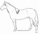 Coloring Horse Criollo Pages Horses Lineart Deviantart sketch template