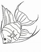 Fish Drawing Templates Sea Colouring Creature Template Outline Printable Pages Scary Animal Creatures Animals Outlines Coloring Print Getdrawings Drawings Choose sketch template