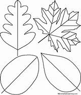 Leaf Traceable Patterns Template Library Clipart sketch template