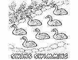 Swans Swimming sketch template