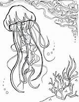 Sponge Jellyfish Getdrawings sketch template