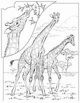 Coloring Pages Animals Adult Savanna Depending Obtain Various Card Use Giraffes sketch template
