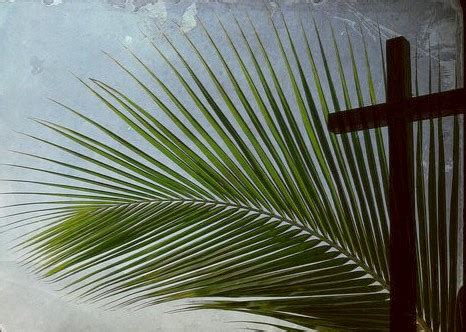 palm branches waving kristis morning devotional