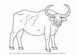 Buffalo Water Draw Coloring Drawing Outline Animals Farm Step Pages Printable Learn Comments Books Coloringhome sketch template