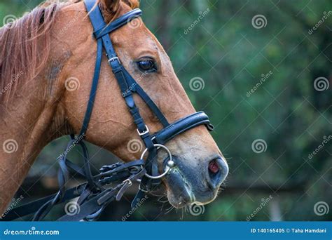 horse side face stock image image  brown face side