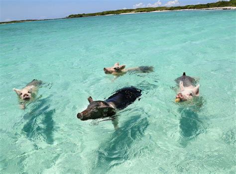 pigs swim  film exuma bahamas swimming pigs exuma