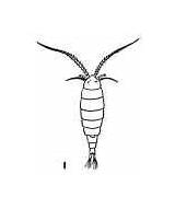 Zooplankton Plankton Copepod sketch template