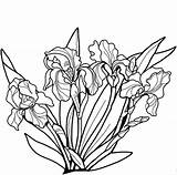 Iris Irises Coloring Pages Flowers Supercoloring Categories sketch template