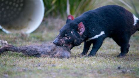 captive bred tasmania devils     roadkill