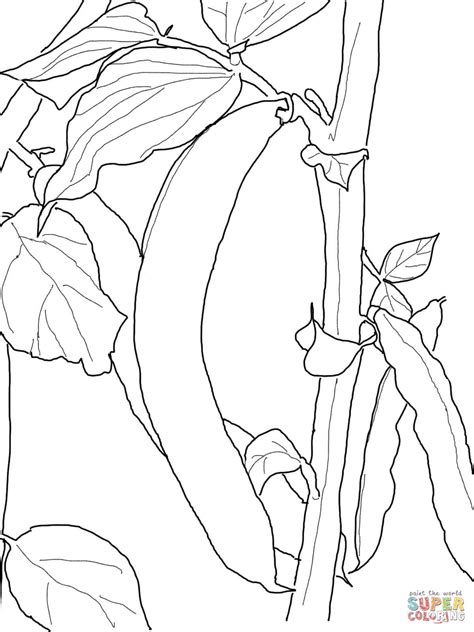 green beans coloring page vegetable coloring pages coloring pages