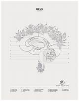 Duvet Anatomy Brain Days Colouring Choose Board Illustrations Designs sketch template