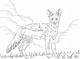 Coloring Jackal Pages Striped Side Animals African Printable Draw Jackals Safari Getcolorings Color Print Categories sketch template