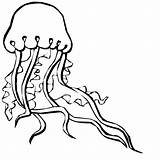 Jellyfish Meduza Colorat Planse Desene Animale Cliparting Designlooter Educative Clipartmag Analytics Trafic Cliparts sketch template