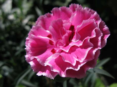 caracteristicas de la flor clavel conocida como clavelina