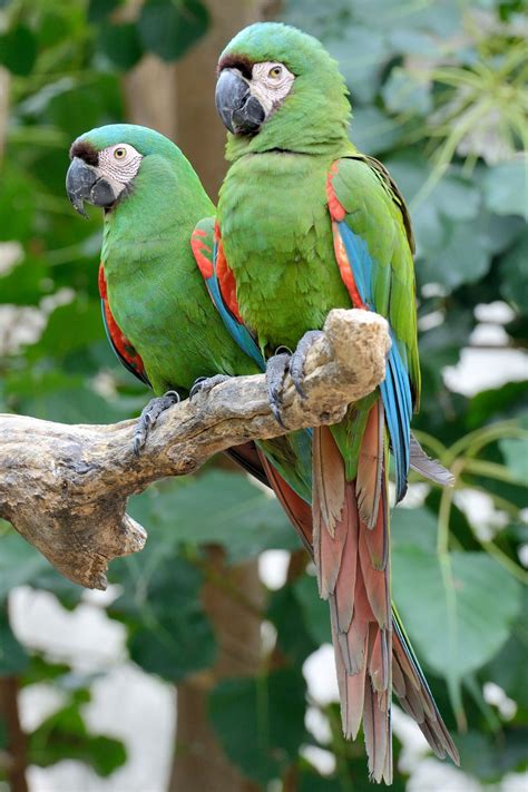 pet birds parrots parrots art colorful parrots colorful birds green parrot bird severe
