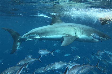 australia news diving with great white sharks the cage