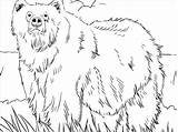 Grizzly Coloringbay sketch template