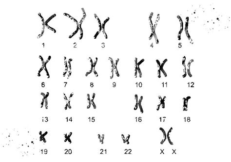 female chromosome idiogram digital art by erzebet s