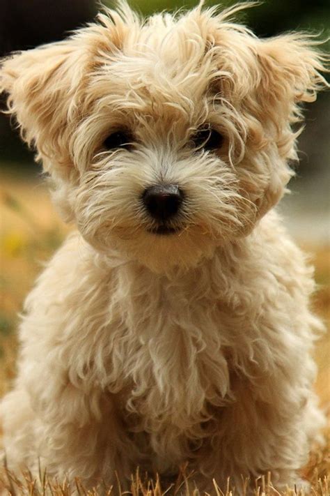 images  dogs havanese style  pinterest bar small hypoallergenic dogs  search