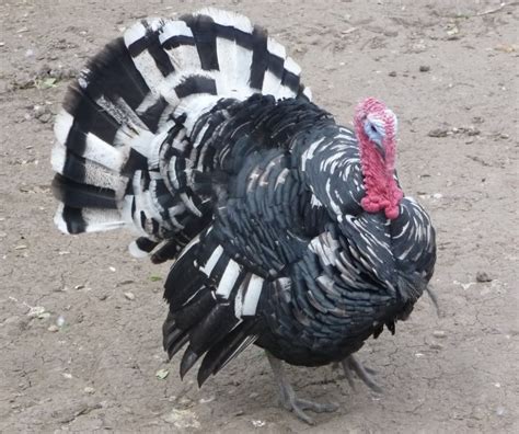 Spectrum Ranch Mottled Black Turkey Tom Turkey Breeds