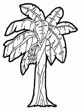 Banana Tree Coloring Pages Clipart sketch template