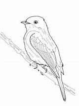 Phoebe Coloring Bird Eastern Sketches Choose Board Drawings sketch template