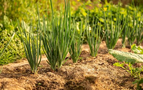 complete guide  successfully growing onions  seed garden