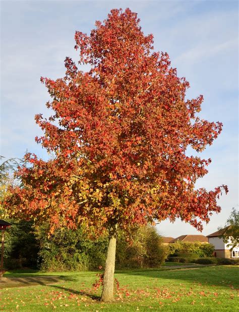 sweet gum tree guide uk sweet gum tree identification