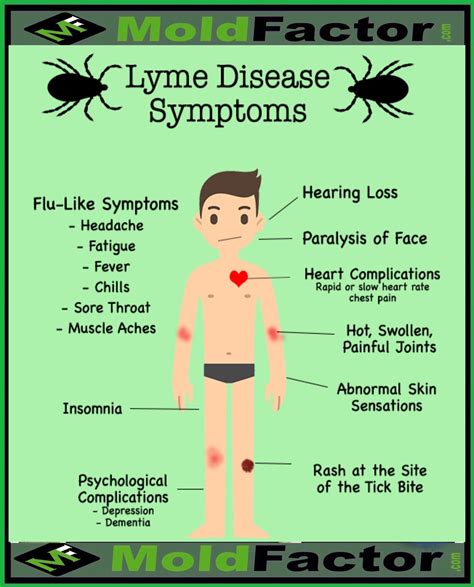 Lyme Disease Symptoms And Stages