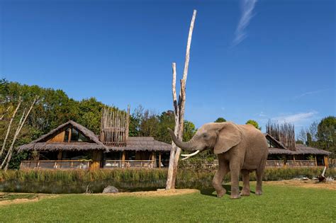 west midlands safari park lodges overlook spectacular elephants  cheetahs staffordshire