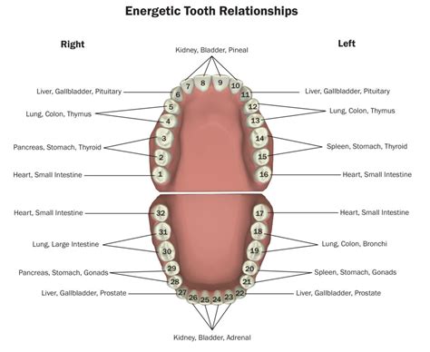 teeth  healthy teeth  gums   healthy body life design