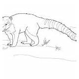Coati Coloring Designlooter Tailed Ring South American sketch template