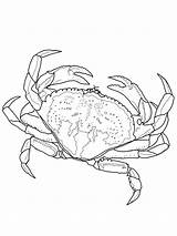 Crab Template Coloring Pages Sketch sketch template