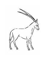 Oryx Coloring Realistic Arabian sketch template