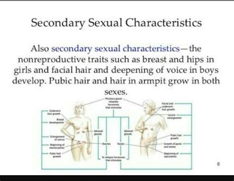 What Are Secondary Sexual Characteristic